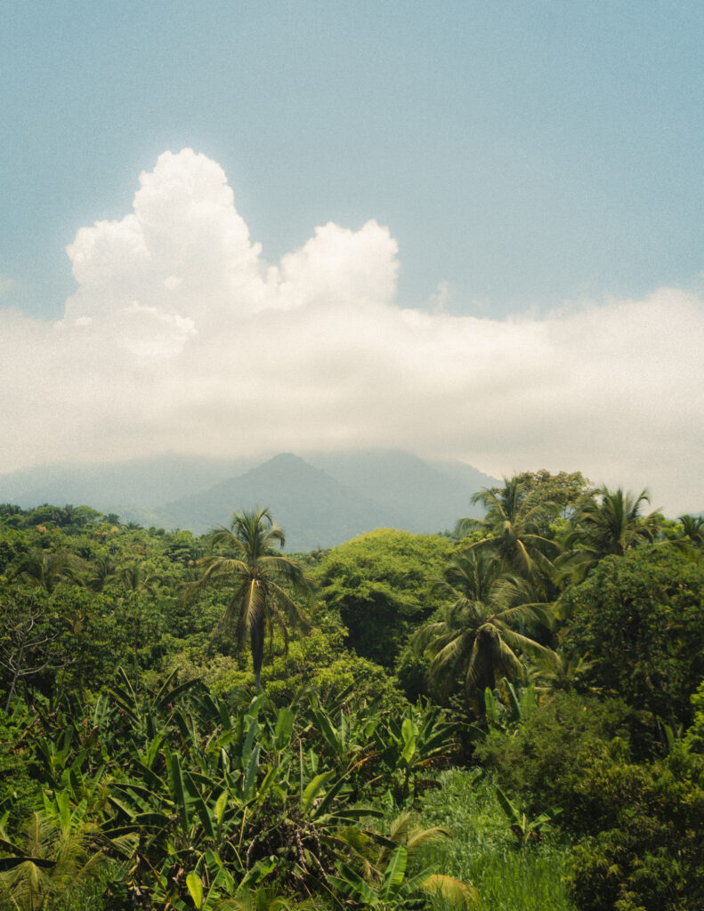 A stunning tropical view of Tayrona National Park, featuring dense greenery and a misty mountain in the background. Ein atemberaubender tropischer Blick auf den Tayrona-Nationalpark mit dichter Vegetation und einem nebelverhangenen Berg im Hintergrund.