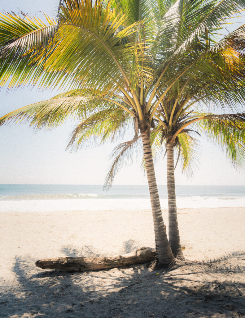 A serene view of two tall palm trees casting shadows on a sandy beach in Parque Tayrona, Colombia, with the ocean waves in the background. Captured during an elopement shoot by Jan Schick Photography. – Ein ruhiger Blick auf zwei hohe Palmen, die Schatten auf einen Sandstrand im Parque Tayrona, Kolumbien, werfen, mit Meereswellen im Hintergrund. Festgehalten bei einem Elopement-Shooting von Jan Schick Photography.